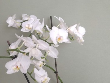 Therapie Lent - Nijmegen